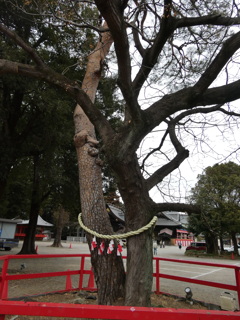 縁結びの木