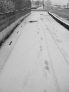 新雪に足跡・・・