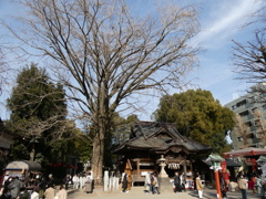 田無神社と御神木(2)