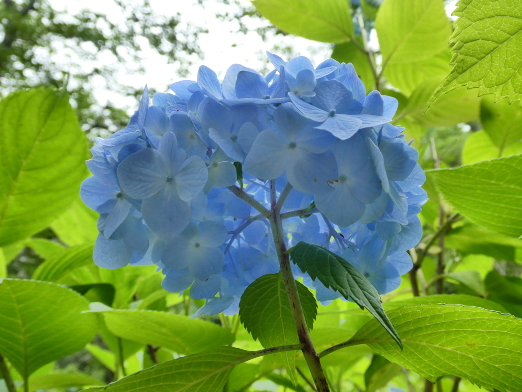 紫陽花アンダービュー(１)
