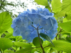 紫陽花アンダービュー(１)