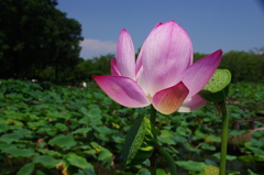 行田古代蓮と花托のひそひそ話？