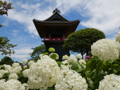 能護寺鐘楼堂とアナベル