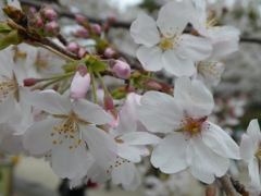 上野公園のソメイヨシノ(2)