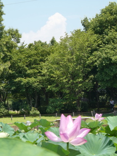 蓮と森と入道雲