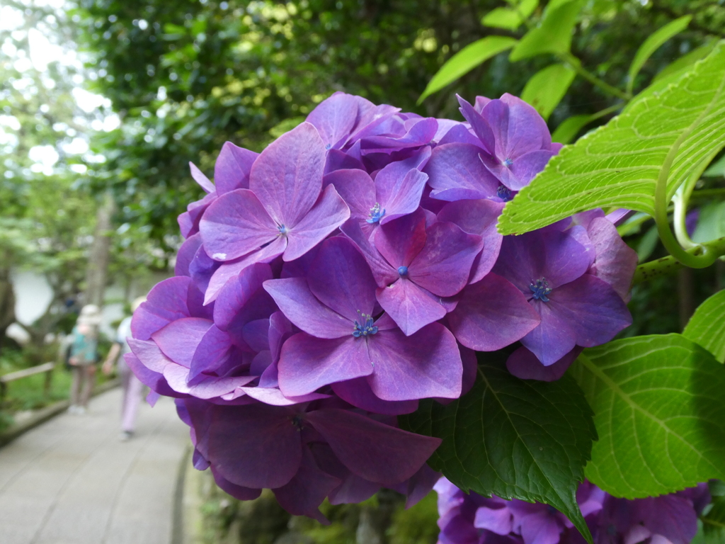 報国寺の紫陽花(1)