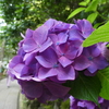 報国寺の紫陽花(1)