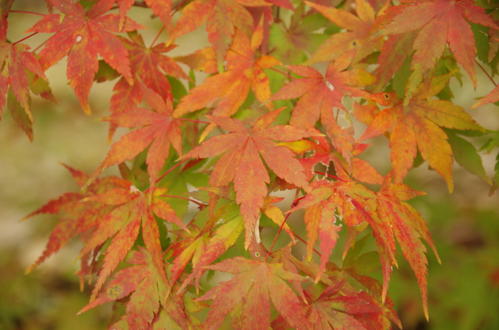 秩父御嶽神社の紅葉(1)