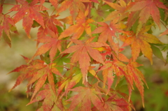 秩父御嶽神社の紅葉(1)