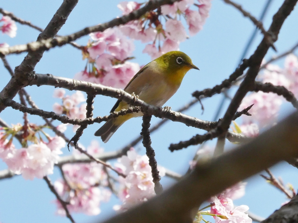 河津桜とメジロ(3)