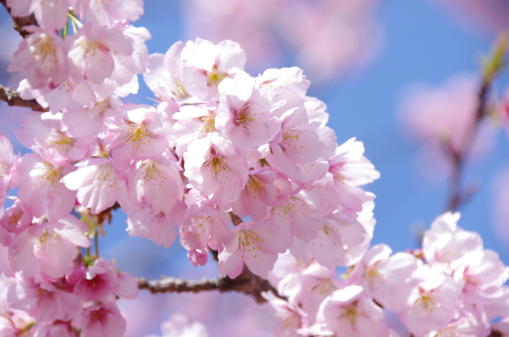 三浦海岸の河津桜(4)