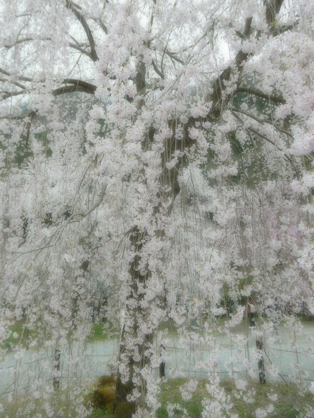 桜の雨