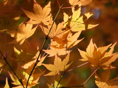 秩父御嶽神社の紅葉(６)