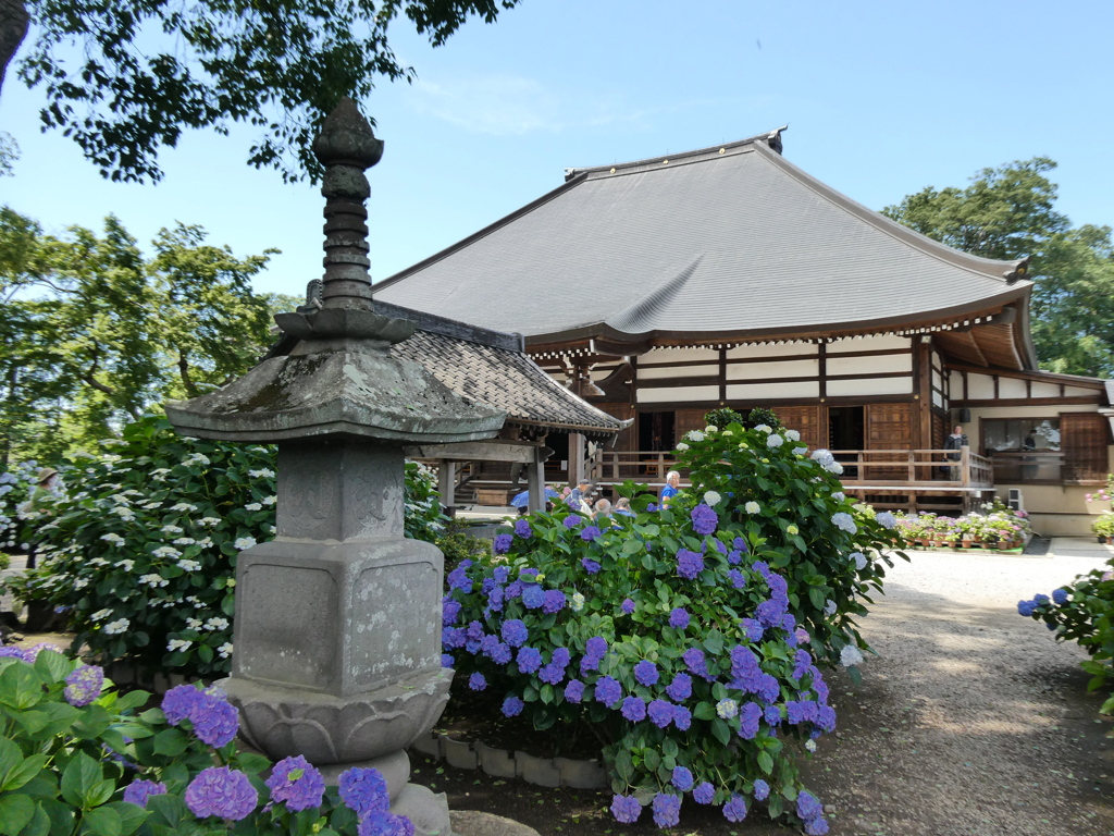 紫陽花、石塔、それと能護寺