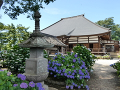 紫陽花、石塔、それと能護寺