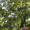 夏だか秋だかわからない・・・