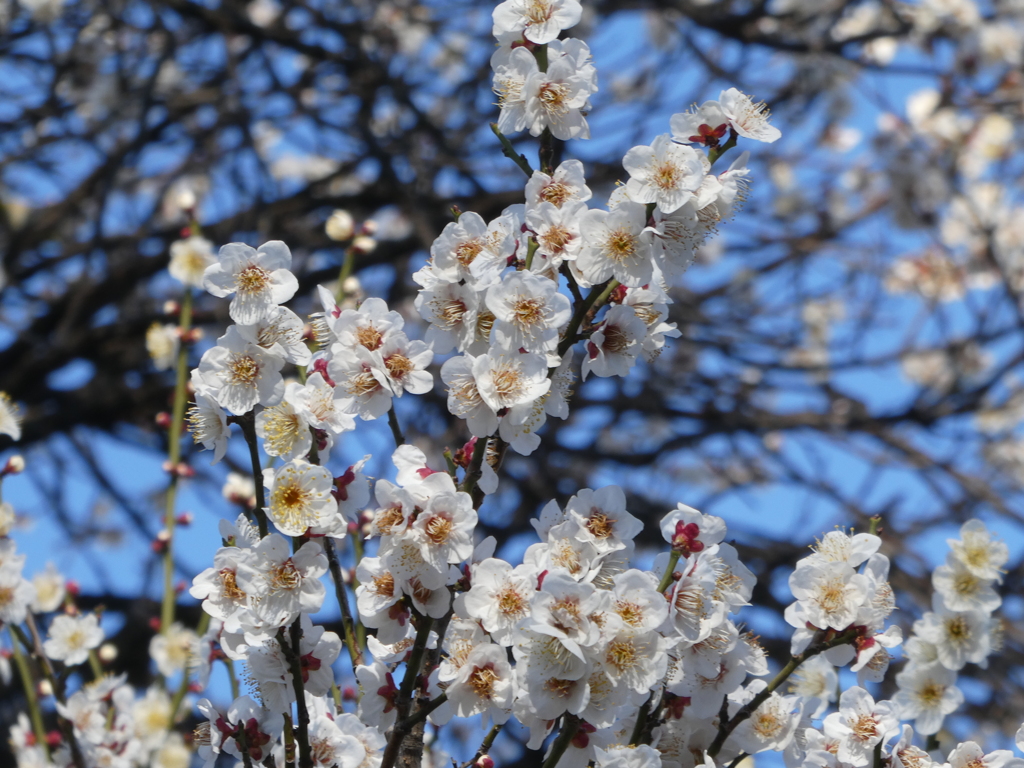 宝幢寺の梅(3)