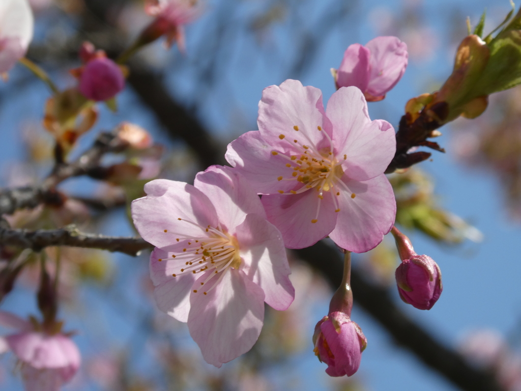すみよし河津桜(13)