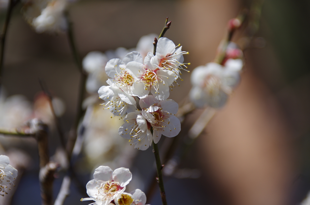 大宮公園日本庭園の梅