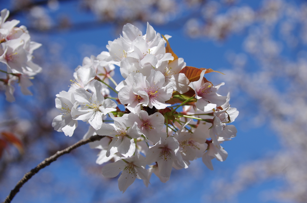 蓮馨寺の山桜(1)