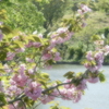三ッ池公園の八重桜(1)