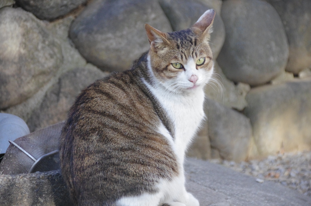 深大寺で見かけたキジ白猫