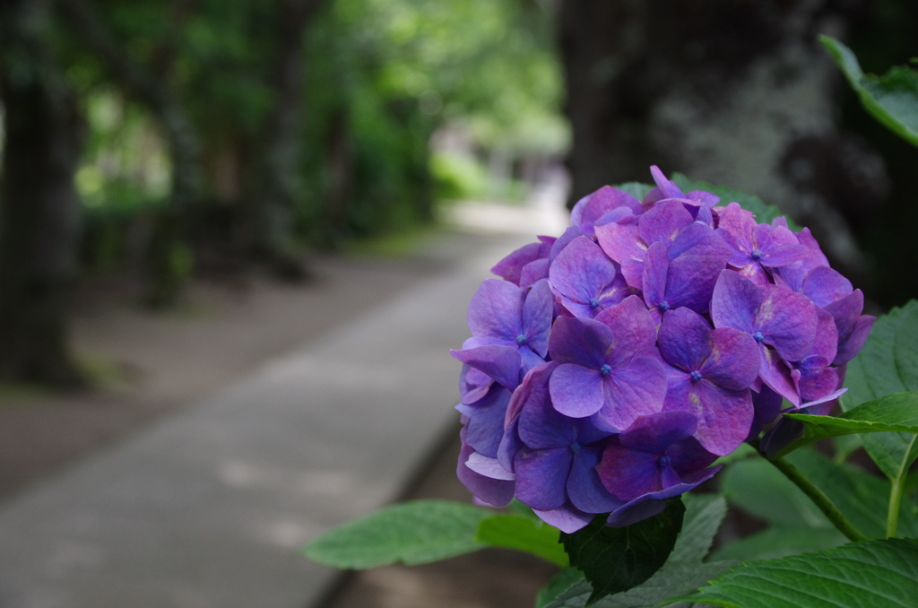 紫陽花と極楽寺参道
