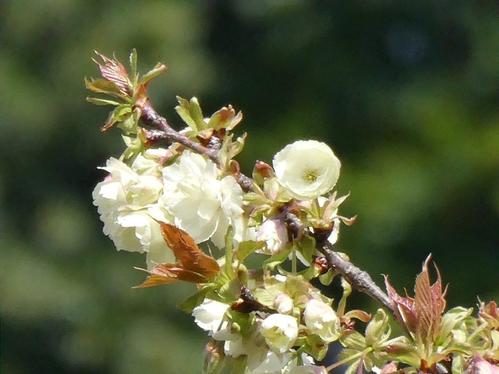 八重桜「鬱金」