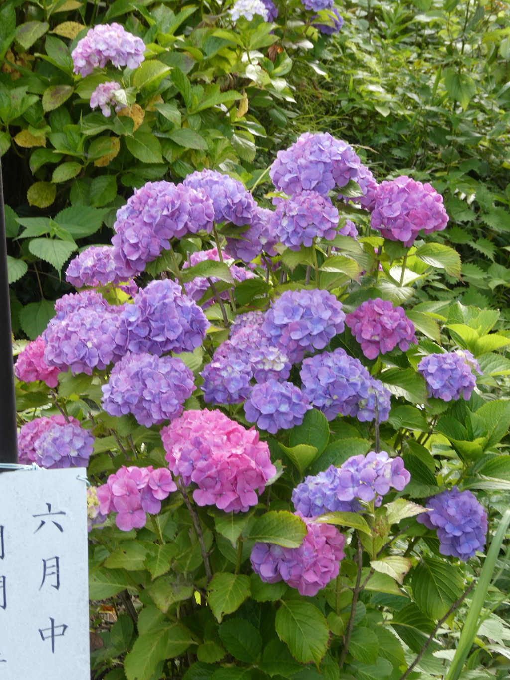 六月中・・・紫陽花見られます