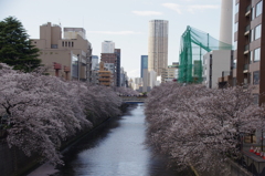 令和７年 目黒川の桜(１)