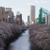 令和７年 目黒川の桜(１)