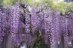 妙福寺の藤(２)
