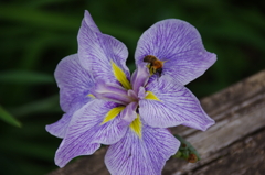 智光山公園の花菖蒲(３)