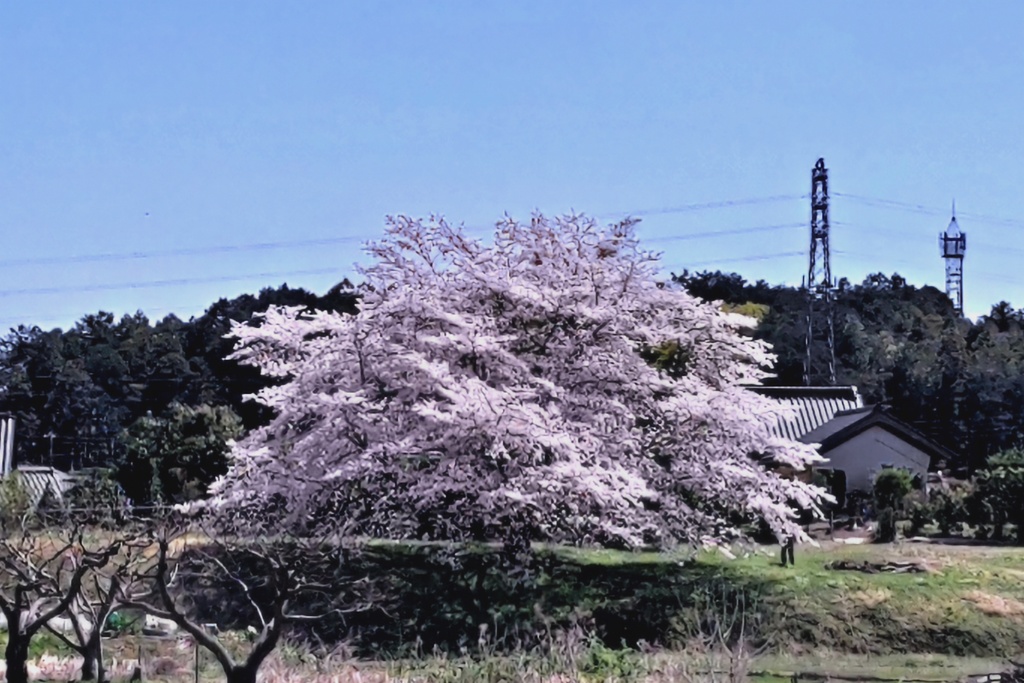 農村に満開の桜