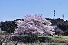 農村に満開の桜