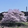農村に満開の桜