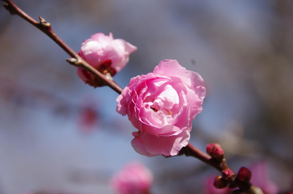 武蔵野