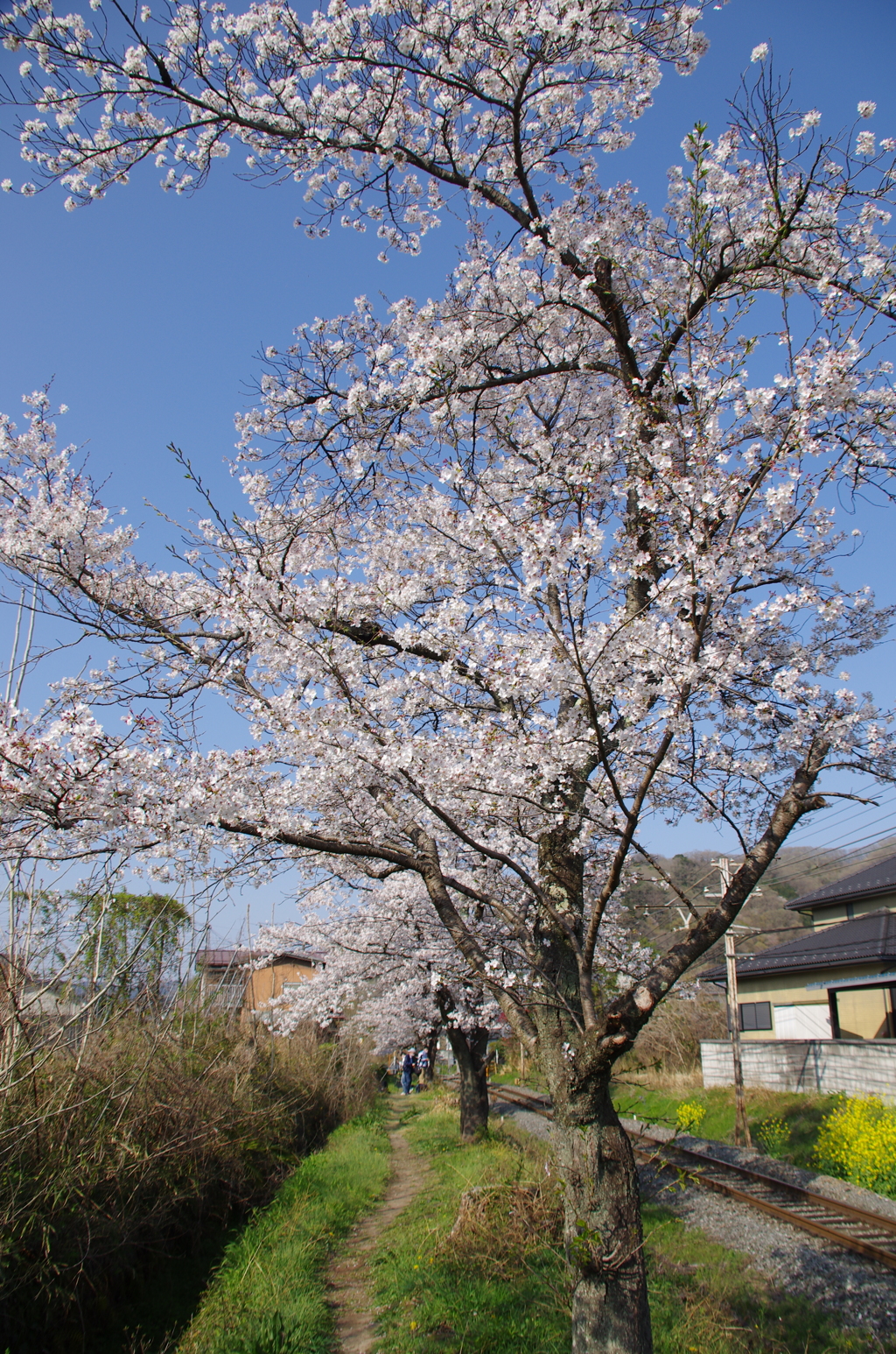 線路脇の染井吉野