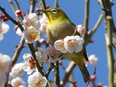 令和７年 梅とメジロ(１２)