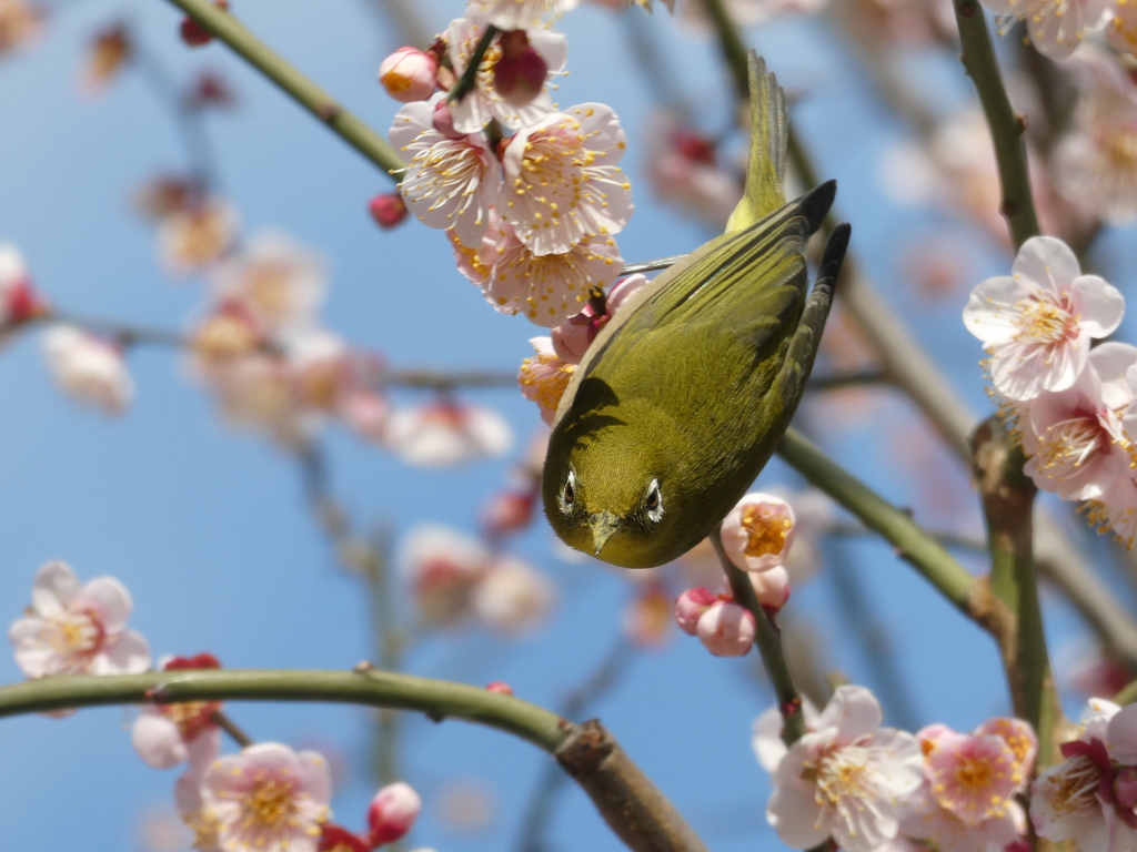 眼光鋭く by かみちゃん209-300 (ID:13378155) - 写真共有サイト:PHOTOHITO