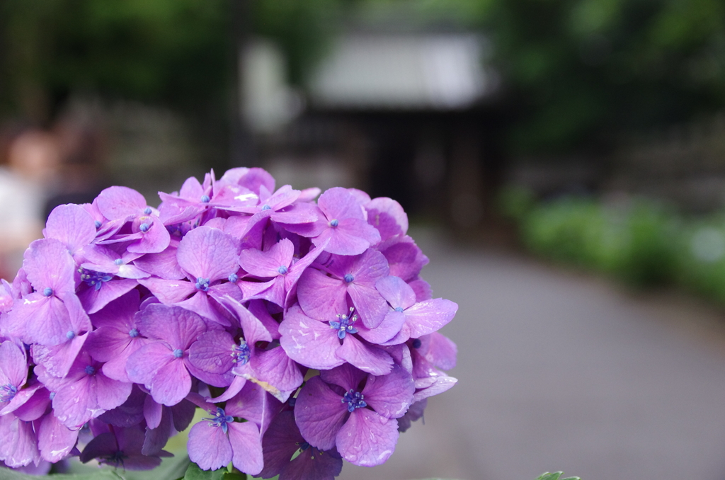 堀之内妙法寺の紫陽花(7)