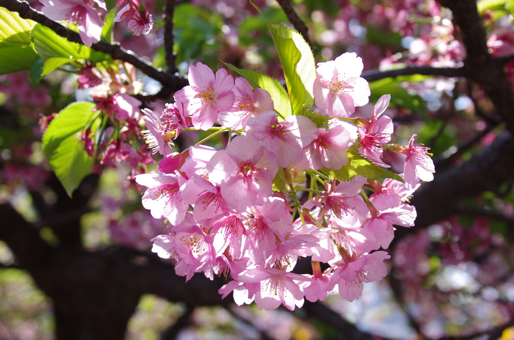 三浦海岸の河津桜(1)
