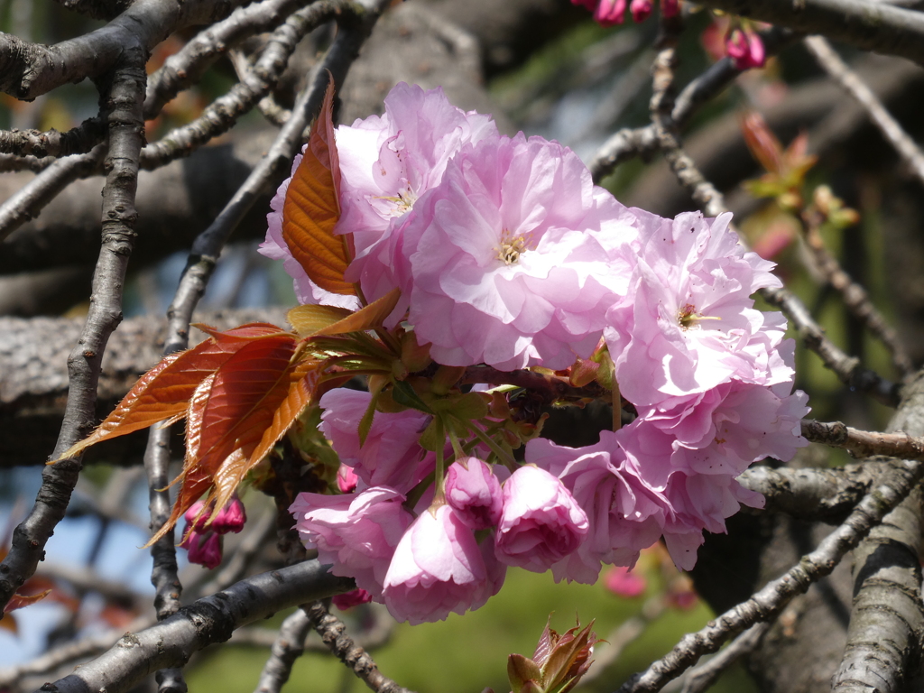 八重桜「関山」
