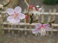 烈公梅