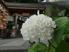 民部稲荷神社と白紫陽花