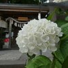 民部稲荷神社と白紫陽花