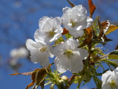 妙音沢旗桜(２)