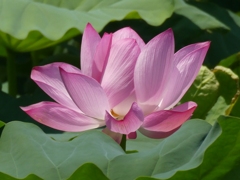 令和７年行田古代蓮(６)