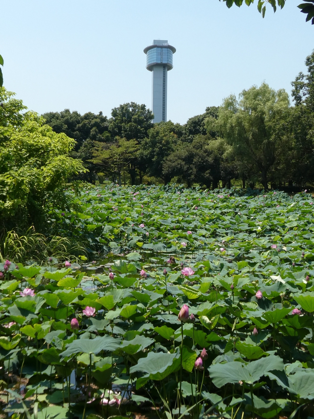 水鳥の池と行田タワー