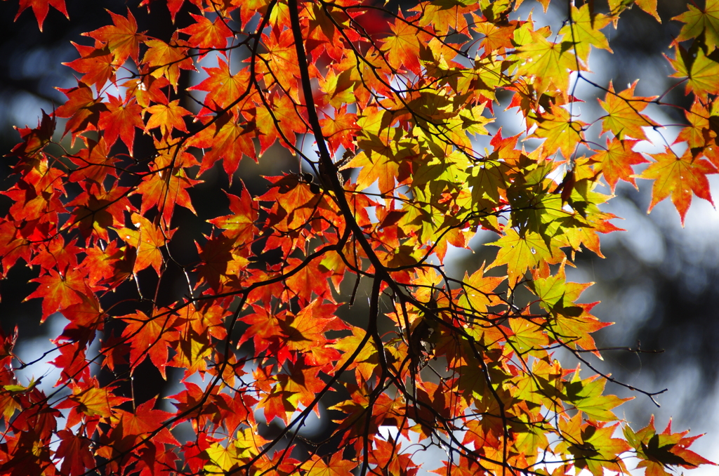 The Gradation